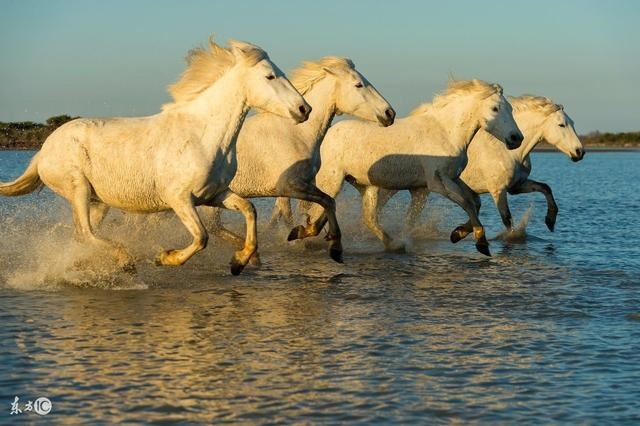 属马跟龙相合不合，属马的2022 年运势如何