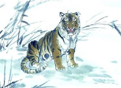 属虎的2022年龄，都说2022年不生虎宝