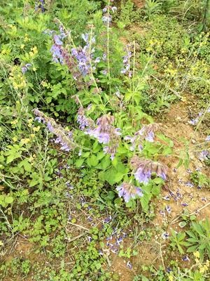 野生丹参图片大全大图，丹参泡水喝的功效与作用