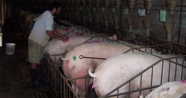 如何一眼看出母猪是不是很老，怎样辨别老母猪年龄