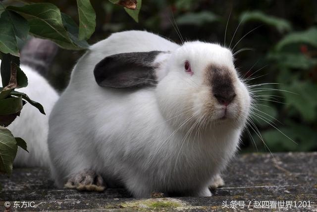 土龙和土蛇婚姻怎么样，婚姻到什么程度该离婚