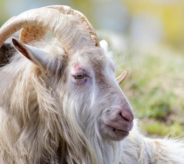 鸡女龙男在一起合不合，生肖配对表年份