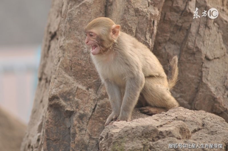 属猴的人是几几年出生的，60多岁属猴的是哪一年出生的