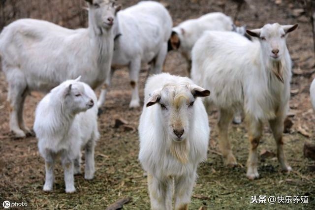羊干了好几小时都没事，羊前腿膝盖水肿怎么治