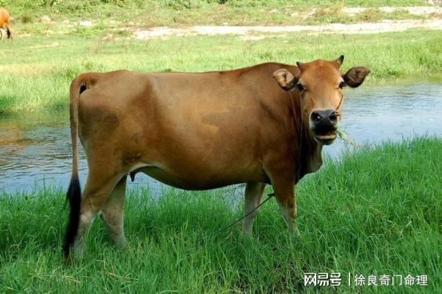 男牛女龙属相配吗,男牛配什么属相更好