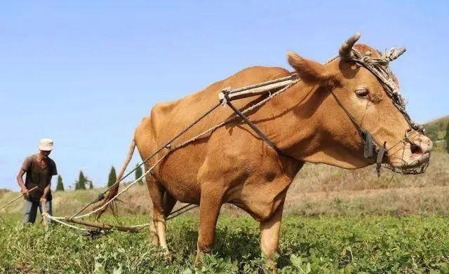 988年生男孩女孩测试表,2022