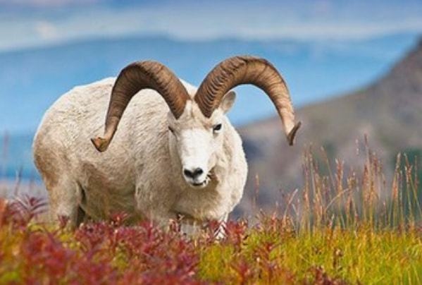 属猴与属羊婚配好不好，1992年属猴的姻缘时间