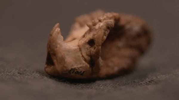 属鼠和属龙的合不合，属鼠和属龙的合财吗