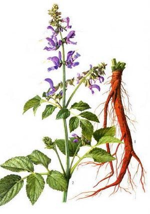 野生丹参图片大全大图，丹参泡水喝的功效与作用