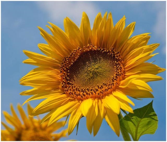 属猴女人更佳丈夫，属相猴女和猴男相配吗