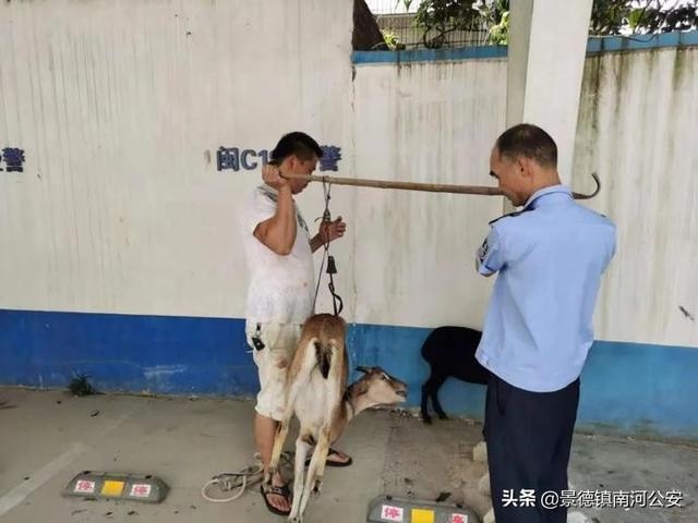 农历五月二十七日羊，5月属羊的命运怎么样