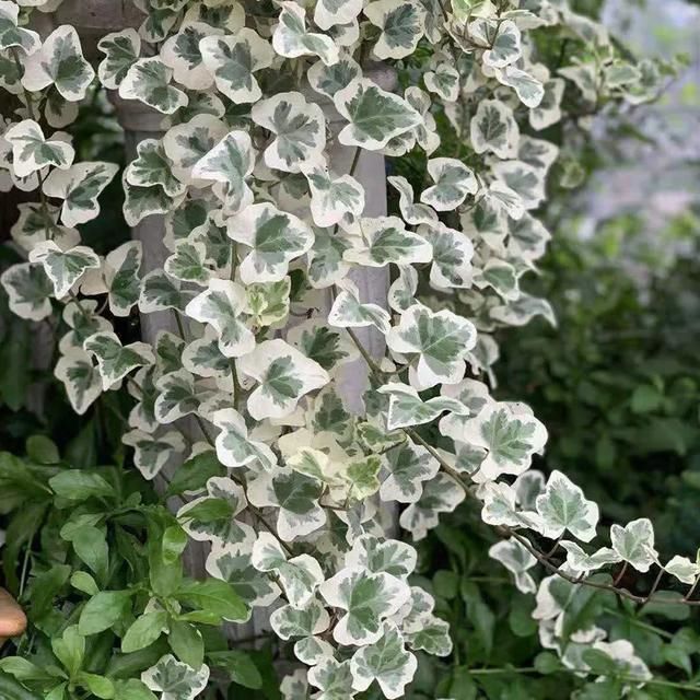 000女属龙和什么最配，2000年属龙的更佳配偶"