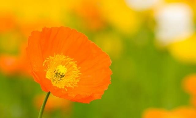 2年的猴30以后开始顺风顺水，92年属猴2022年感情"