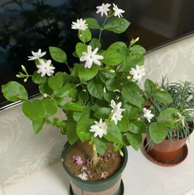 998属虎最忌几月出生，属虎出生更好六个吉日"