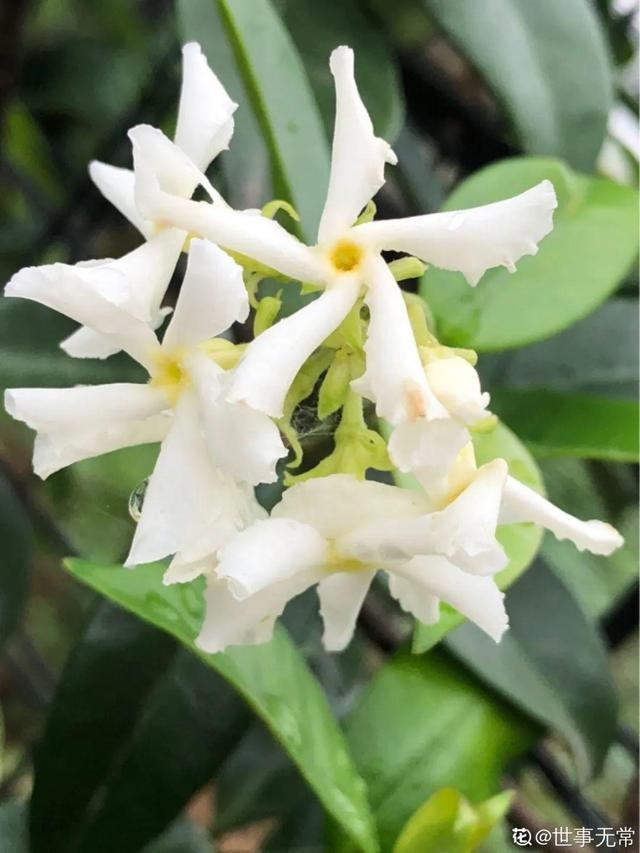 998属虎最忌几月出生，属虎出生更好六个吉日"