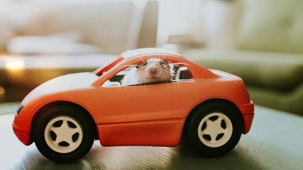 属鼠和属龙的合不合，属鼠和属龙的合财吗