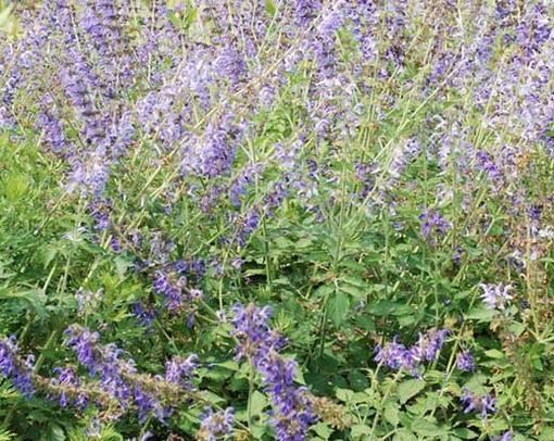 野生丹参图片大全大图，丹参泡水喝的功效与作用