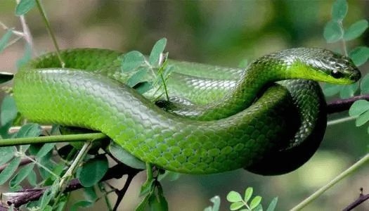 属蛇的女人几月出生好，属狗的几点出生大富大贵