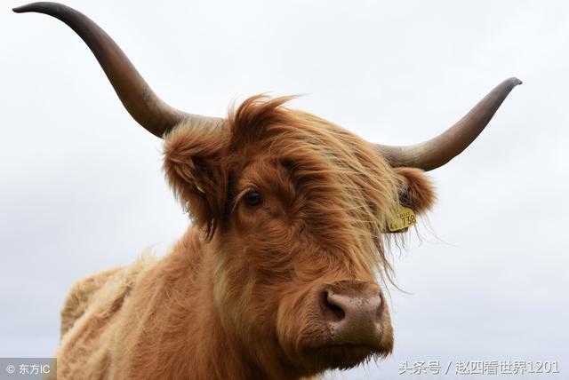 土龙和土蛇婚姻怎么样，婚姻到什么程度该离婚