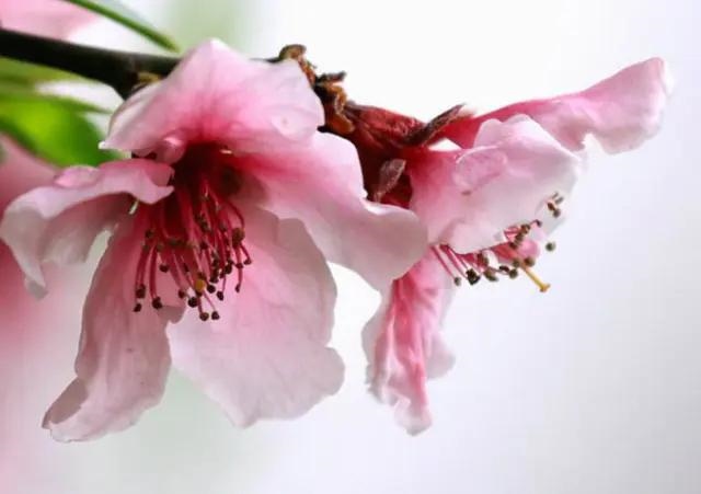 能当大老板的生肖女，商界女强人生肖女