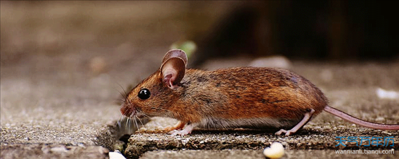 属鼠1972年多大年龄,属鼠1972年的女人婚姻