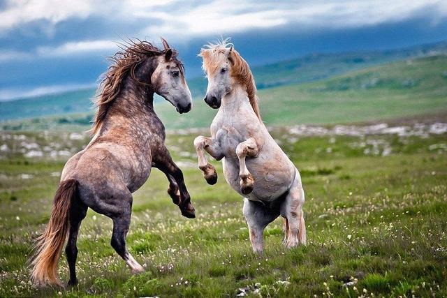 马的繁殖方式是什么，牛的繁殖每方式是什么
