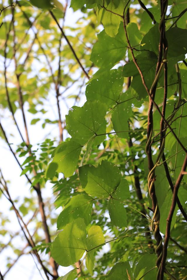 976年属龙一生坎年是哪几年,1976年的龙45岁后的财运"