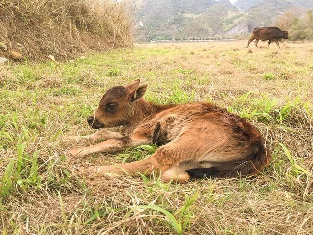 牛宝宝午时出生好吗，女命属牛午时出生好吗