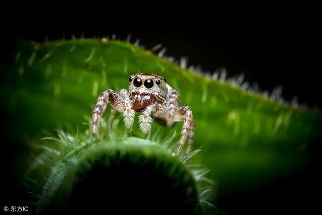 属虎的更佳配偶属什么，属龙和属虎的合不合
