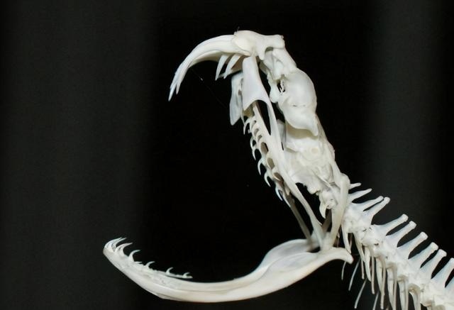 龙的寿命有几年，狗的寿命一般有几年