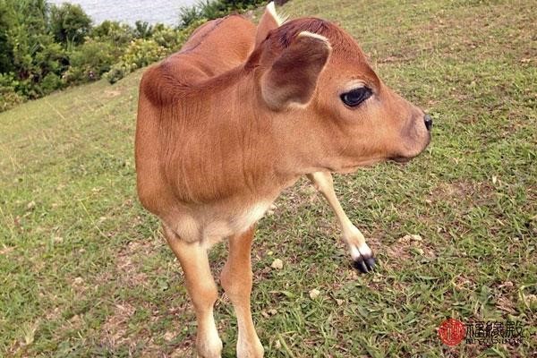 万年历生肖查询表属牛，生肖万年历对照表