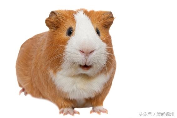 属鼠人一生运势表，农历鼠生肖一生运程