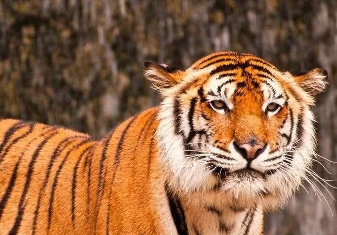 属虎什么时辰出生更好,属虎的人什么时辰出生更好