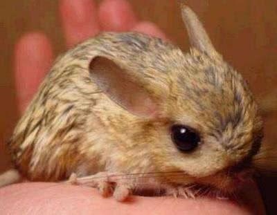 十二生肖是什么，十二生肖的动物是什么样子的