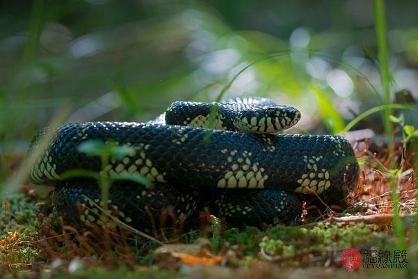 属蛇男更佳上等婚配，男火女木上等婚
