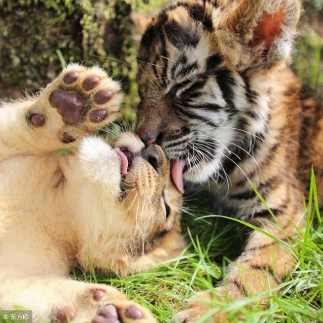 4年虎未来5年运势，1974年属虎男未来五年的运势"