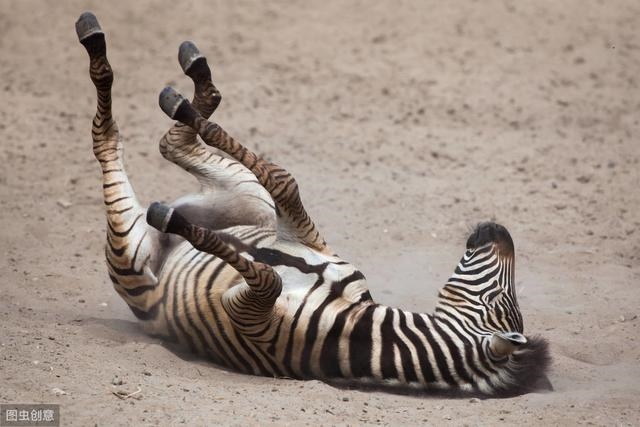 马是怎么交流配的斑马，动物世界大全集