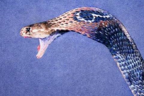 男属蛇几月份出生更好，2001属蛇男哪个月最有福气