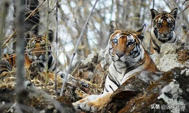 早上虎好还是晚上虎好，为什么说属虎女命硬