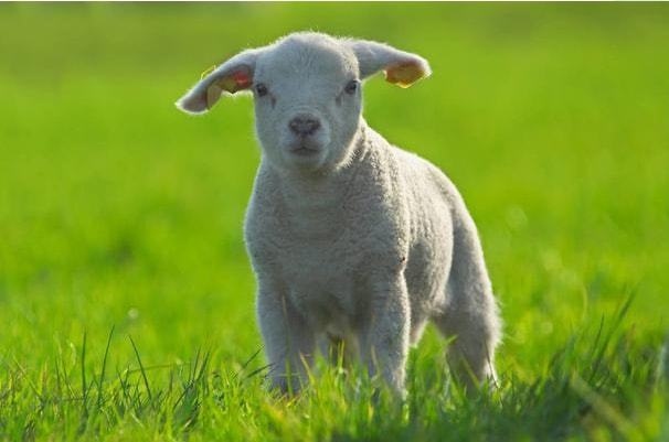 属龙的人和属羊，龙和羊属相能配夫妻吗