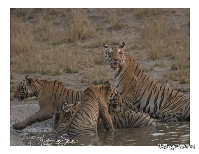 早上虎好还是晚上虎好，为什么说属虎女命硬