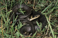 六五年出生的蛇今年的运势，1965年2022 年下半年运势