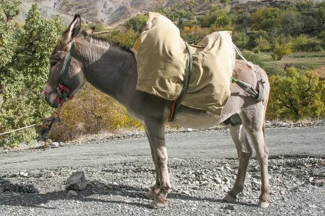 驴和马为什么会生出骡子，马和驴只能生骡子吗