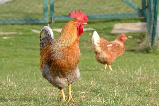 为什么虎和马特别好，虎和马谁更旺谁