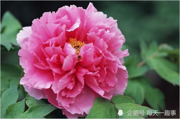 属蛇的富贵命出生月份，属蛇几月出生属大富大贵