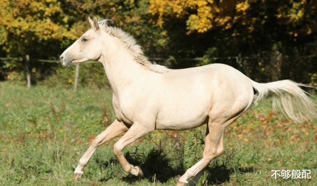 属龙和属马的人合吗,属龙和属马的合不合婚