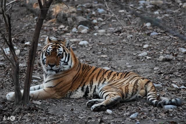 属虎2022年谁都躲不过的劫难，1986属虎人终身的三大坎