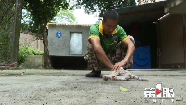 农历五月出生的虎宝宝好吗，2022年属虎的旺月