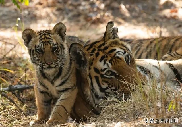 早上虎好还是晚上虎好，为什么说属虎女命硬