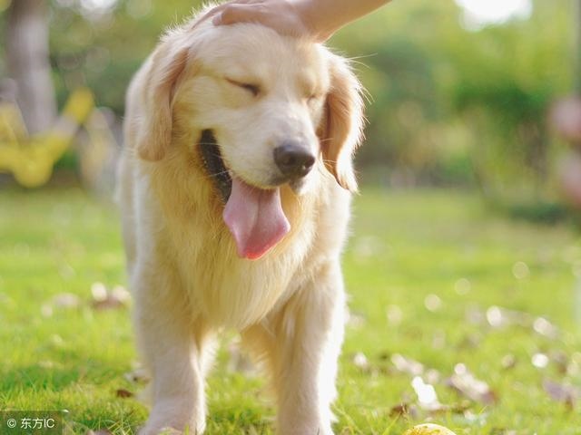 属狗的6合贵人，94年属狗的女生要晚婚